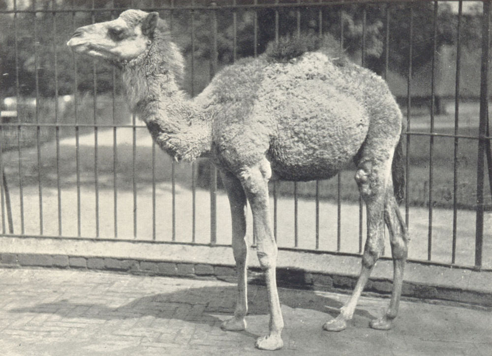 CAMELS. Young Dromedary 1912 old antique vintage print picture